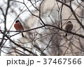 Male and female bullfinchs sitting on the branch 37467566