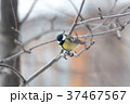 Titmouse  is sitting on the branch 37467567