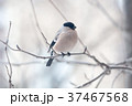 Male bullfinch,  is sitting on the branch 37467568