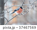 Male bullfinch,  is sitting on the branch 37467569