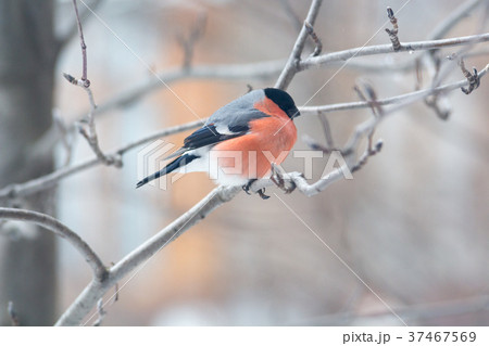 Male bullfinch, is sitting on the branch Male bullfinch, is sitting on the branch 37467569