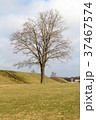 Tree in the field in early spring 37467574