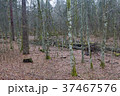 Forest in spring in Belovezhskaya Puscha, Belarus 37467576