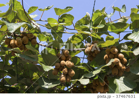 Fruits of mature ripe kiwi on branches 37467631