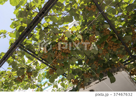 Fruits of mature ripe kiwi on branches 37467632