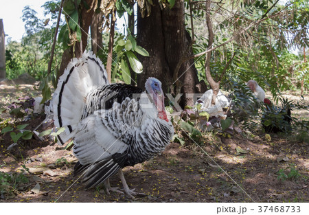herd of turkeys under a tree shade herd of turkeys under a tree shade 37468733