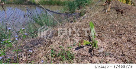 Banana tree in the garden 37468778