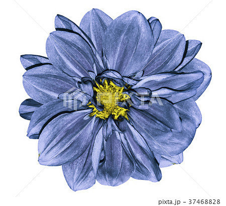 Flower light blue dahlia.white isolated background Flower light blue dahlia.white isolated background 37468828