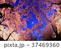 高遠城址公園　夜桜 37469360