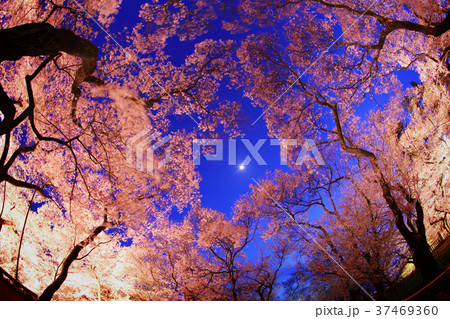高遠城址公園　夜桜 37469360