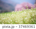 名もない桜 37469361