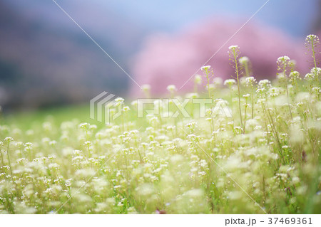 名もない桜 名もない桜 37469361