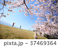 信玄堤の桜 37469364