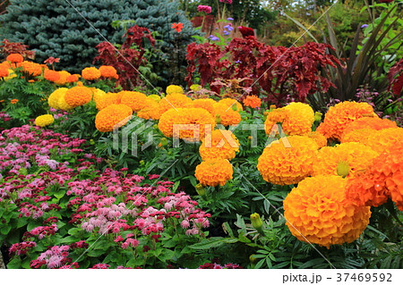 秋の草花 37469592