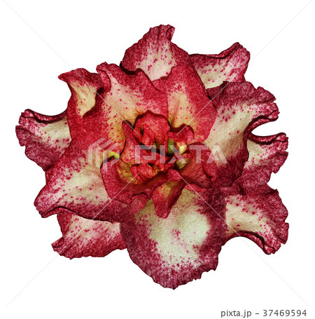 Azalea red-white flower white isolated background Azalea red-white flower white isolated background 37469594