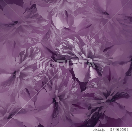 Floral   dark violet  background. Bouquet 37469595