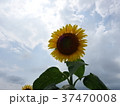 ひまわり 37470008