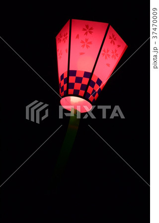 桜ぼんぼり 37470009