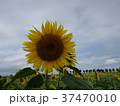 ひまわり2 37470010
