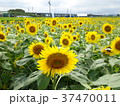 ひまわり3 37470011