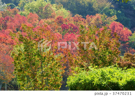 秋・ナンキンハゼの森３ 37470231