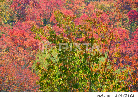 秋・ナンキンハゼの森２ 37470232