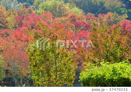秋・ナンキンハゼの森１ 37470233