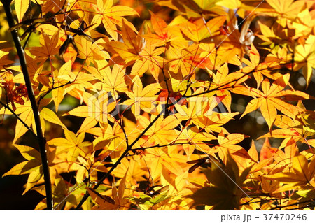 黄金色に輝くもみじ３ 37470246