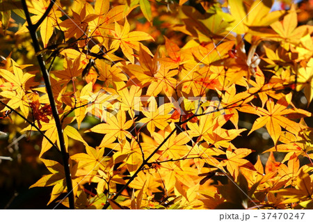 黄金色に輝くもみじ２ 37470247