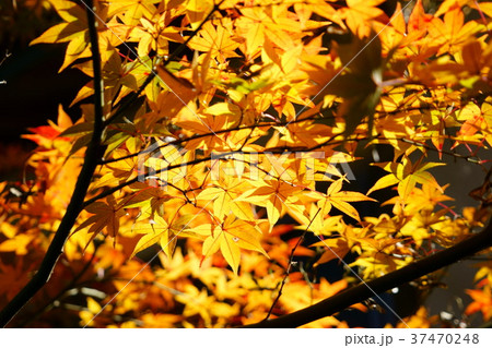 黄金色に輝くもみじ１ 37470248