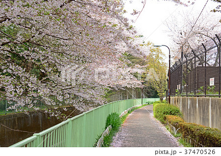 高井戸 浜田山 杉並区 神田川 桜 並木 風景 春 東京都 東京 植物 青空 の写真素材