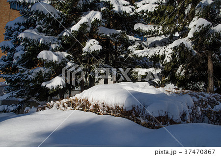 木に積もる雪 木に積もる雪 37470867