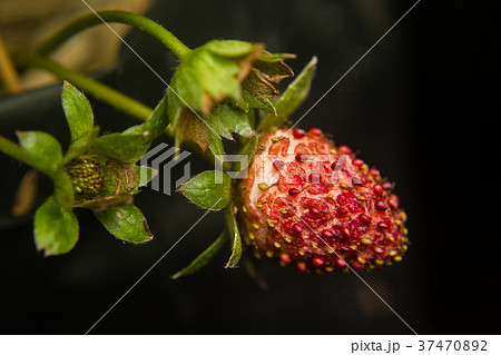 lose-up of strawberry diseased in the garden 37470892