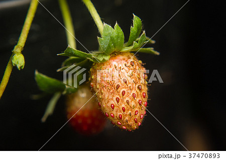 lose-up of strawberry diseased in the garden lose-up of strawberry diseased in the garden 37470893