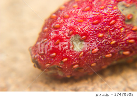 rotten strawberry covered with mold 37470908