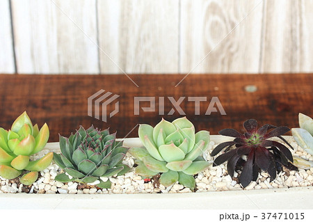 多肉インテリア 37471015