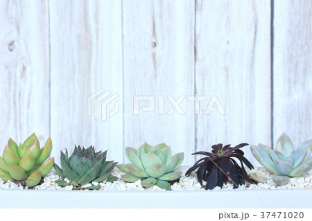 多肉インテリア 多肉インテリア 37471020