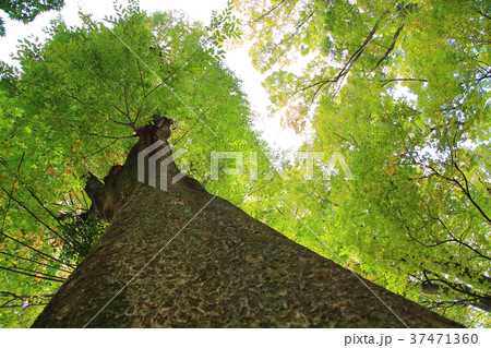 公園の大木 公園の大木 37471360
