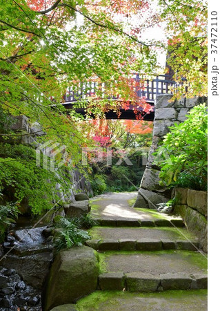 秋の丈山苑　詩泉閣 37472110