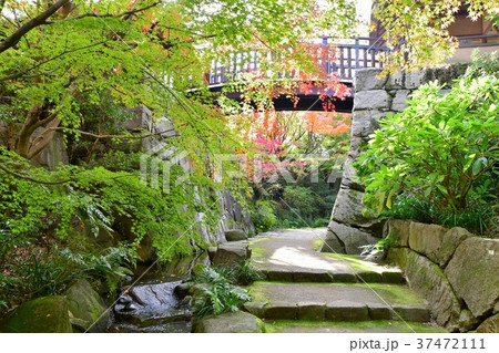 秋の丈山苑 詩泉閣 秋の丈山苑 詩泉閣 37472111