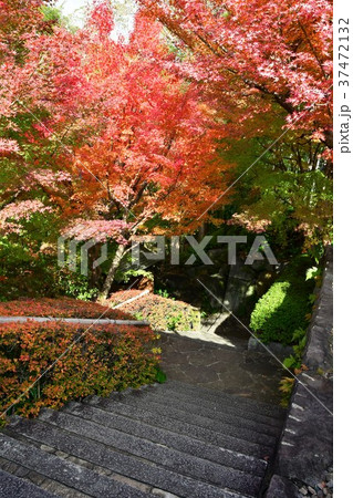 秋の丈山苑 詩泉閣 秋の丈山苑 詩泉閣 37472132