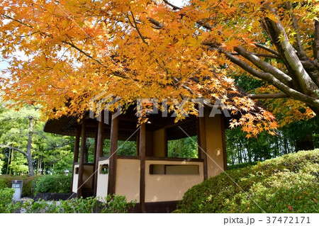 秋の丈山苑　詩泉閣 37472171