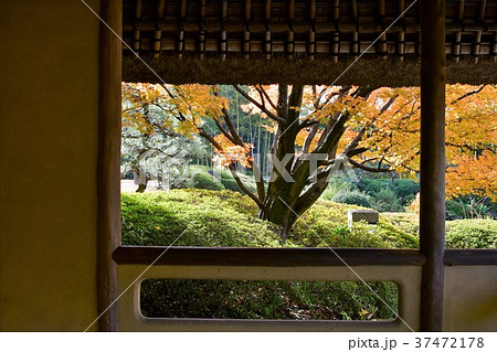 秋の丈山苑　詩泉閣 37472178