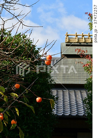 秋の丈山苑　詩泉閣 37472257