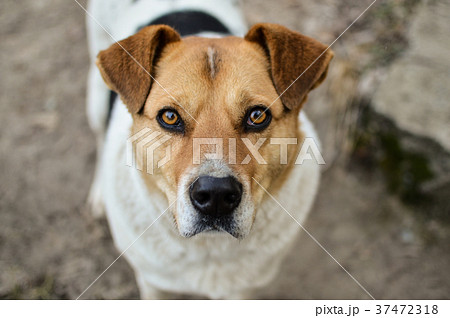 Close-up view of the big stray dog head with 37472318