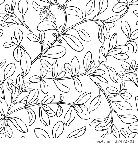 marjoram seamless pattern 37472701
