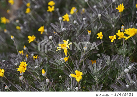 ユリオプスデージー 37473401