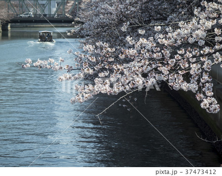 東京都江東区の大横川の桜と観光船 37473412