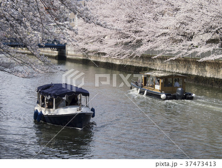 東京都江東区の大横川の桜と観光船 37473413