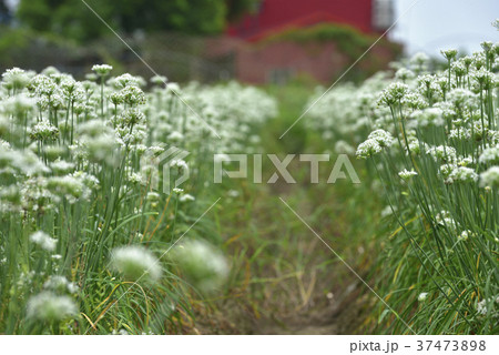 野菜 ベジタブル 青菜 37473898